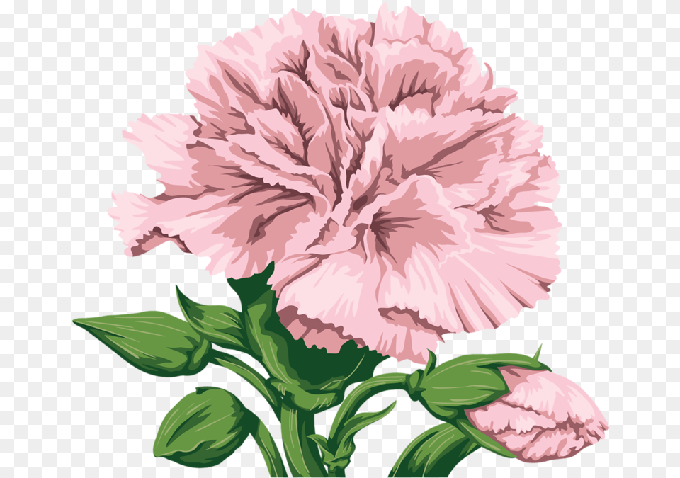 Watercolor Pink Carnation, Flower, Plant, Rose Png Image