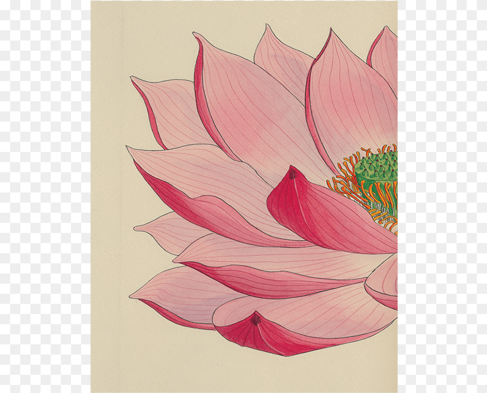 Watercolor Pink Flowers And Eiffel Tower Kitchen Or Protea, Dahlia, Flower, Petal, Plant Png