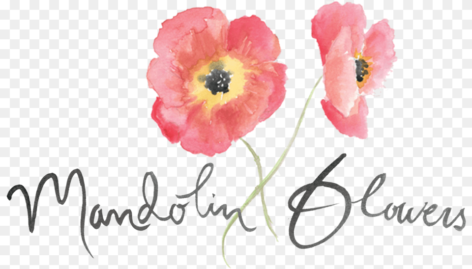 Watercolor Pink Peach Yellow Flower With Dark Center Hand Corn Poppy, Plant, Anther, Rose, Anemone Png