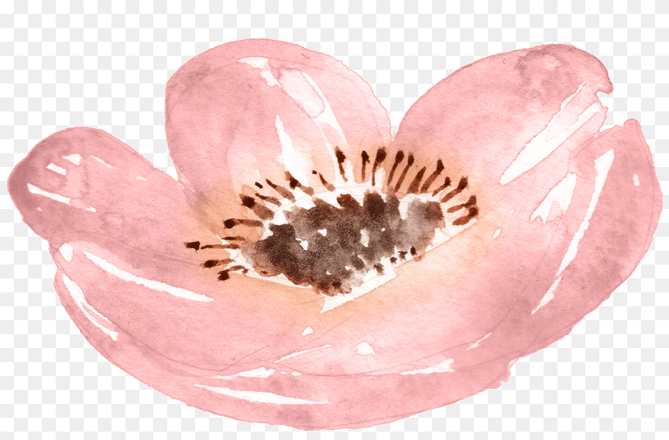 Watercolor Pink Petals Watercolor Painting, Anemone, Anther, Flower, Petal Free Png Download