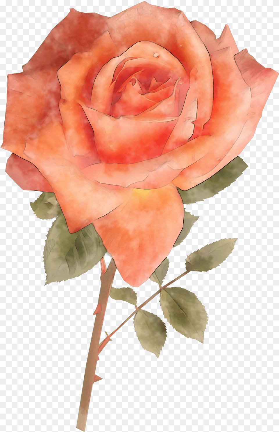 Watercolor Pink Rose Flower For Floribunda, Plant, Person Free Transparent Png