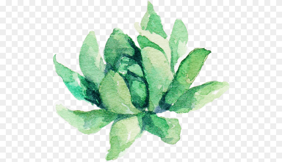 Watercolor Plant Aesthetic Suculent Watercolor Plant, Herbal, Herbs, Leaf, Animal Png Image