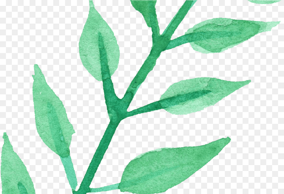 Watercolor Plant For On Mbtskoudsalg Watercolor Plant, Grass, Herbal, Herbs, Leaf Free Png Download