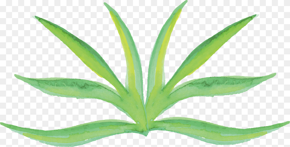 Watercolor Plants Transparent Watercolor Plant, Leaf, Aloe, Herbal, Herbs Free Png