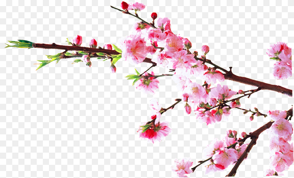 Watercolor Plum Decorative Portable Network Graphics, Flower, Plant, Cherry Blossom, Petal Free Transparent Png
