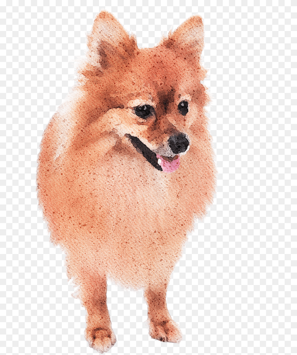 Watercolor Pomeranian Dog Watercolour Pomeranian, Animal, Canine, Mammal, Pet Png Image