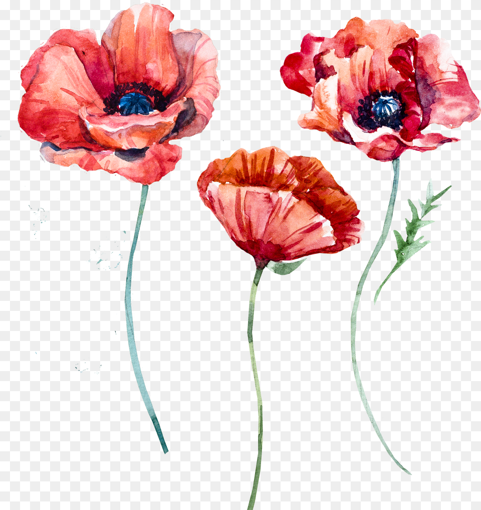 Watercolor Poppy Watercolor Poppy Flower Free Png Download