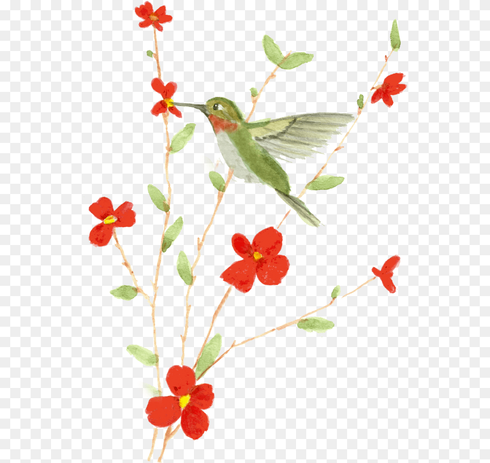 Watercolor Printable Caesalpinia, Flower, Petal, Plant, Animal Free Png