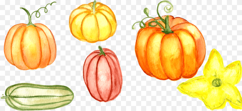 Watercolor Pumpkin Watercolor Pumpkin Clipart Watercolor Pumpkins Kids, Food, Plant, Produce, Vegetable Png