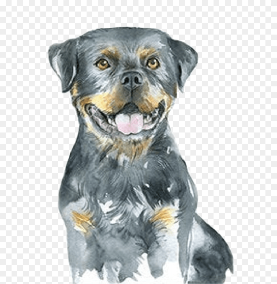 Watercolor Puppy Dog Rottweiler Babyanimals Farmanimals, Animal, Canine, Mammal, Pet Png Image