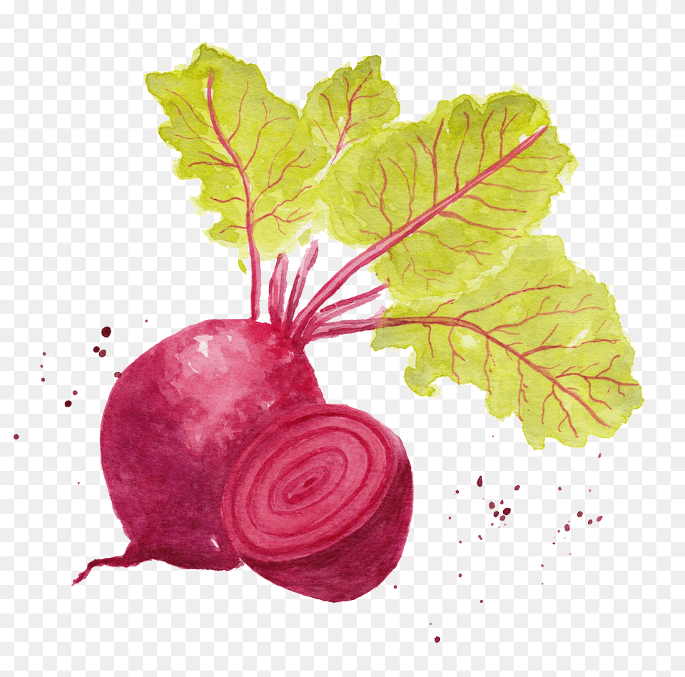 Watercolor Radish Vegetable Images Food, Produce, Plant Free Png Download