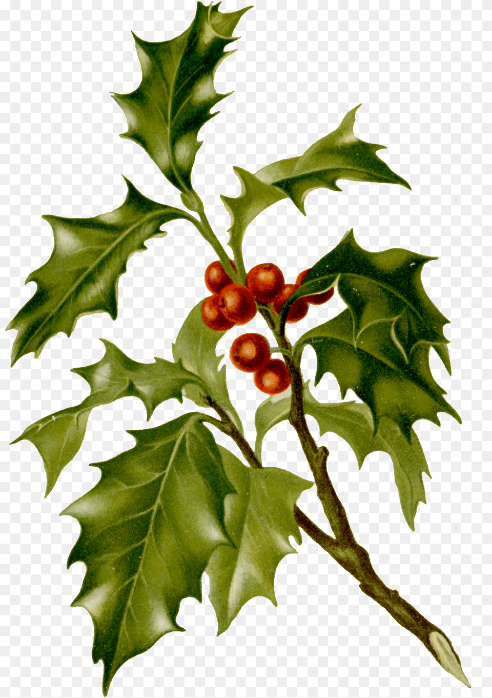 Watercolor Realistic Leaves Wild Fruit Botanical Christmas Holly Napkin, Leaf, Plant, Tree, Food Png