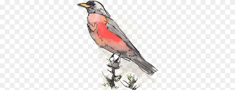 Watercolor Robin Watercolor Painting, Animal, Bird, Finch, Beak Png Image