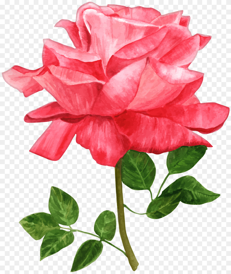 Watercolor Rose Gold Free Transparent Png