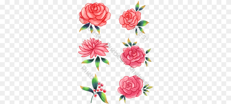 Watercolor Rose Templates Decorative, Carnation, Flower, Plant, Pattern Png