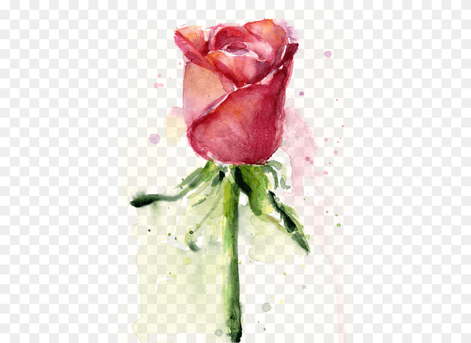 Watercolor Roses, Flower, Plant, Rose, Art Png Image