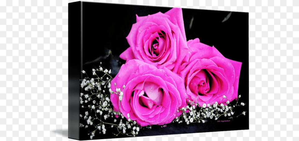 Watercolor Roses By Didi Higginbotham Garden Roses, Flower, Flower Arrangement, Flower Bouquet, Plant Free Png Download