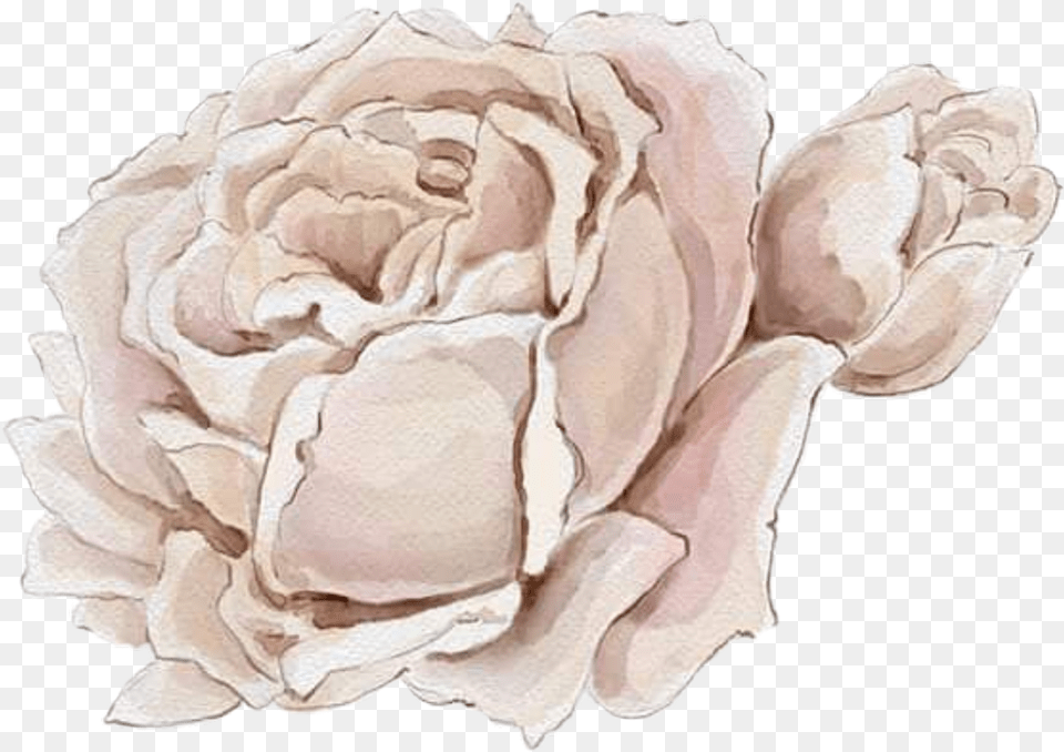 Watercolor Roses Flowers Floral White Hybrid Tea Rose, Flower, Petal, Plant, Accessories Png