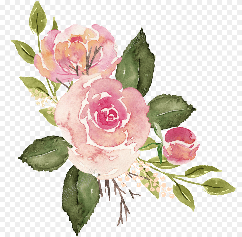 Watercolor Roses Matting Full Size Download Transparent Pink Watercolor Flowers, Art, Floral Design, Flower, Flower Arrangement Free Png