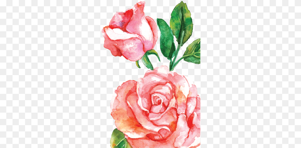 Watercolor Roses Images Pink Watercolor Flowers, Flower, Plant, Rose, Petal Free Transparent Png