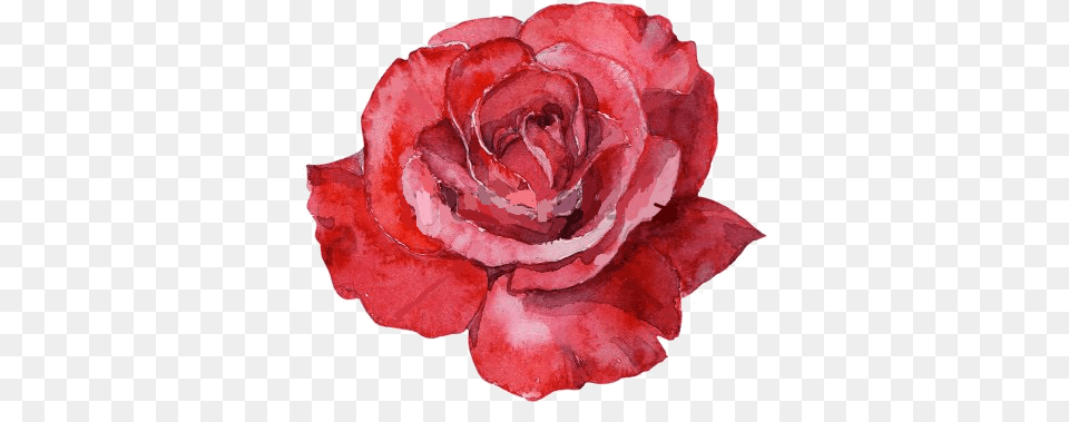 Watercolor Roses Picture Water Color Red Rose, Flower, Petal, Plant, Carnation Png Image