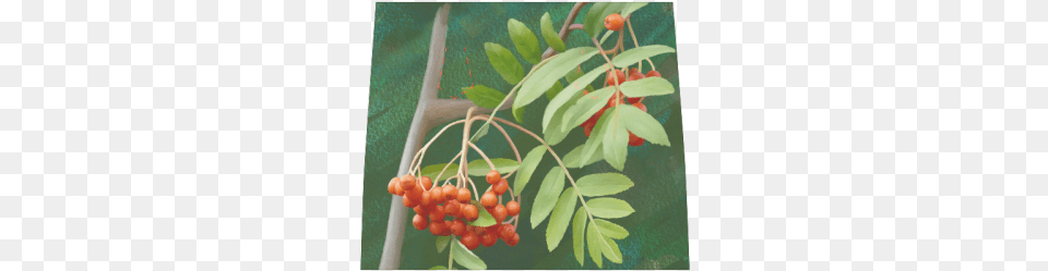 Watercolor Rowan Tree Rowan, Food, Fruit, Plant, Produce Free Png