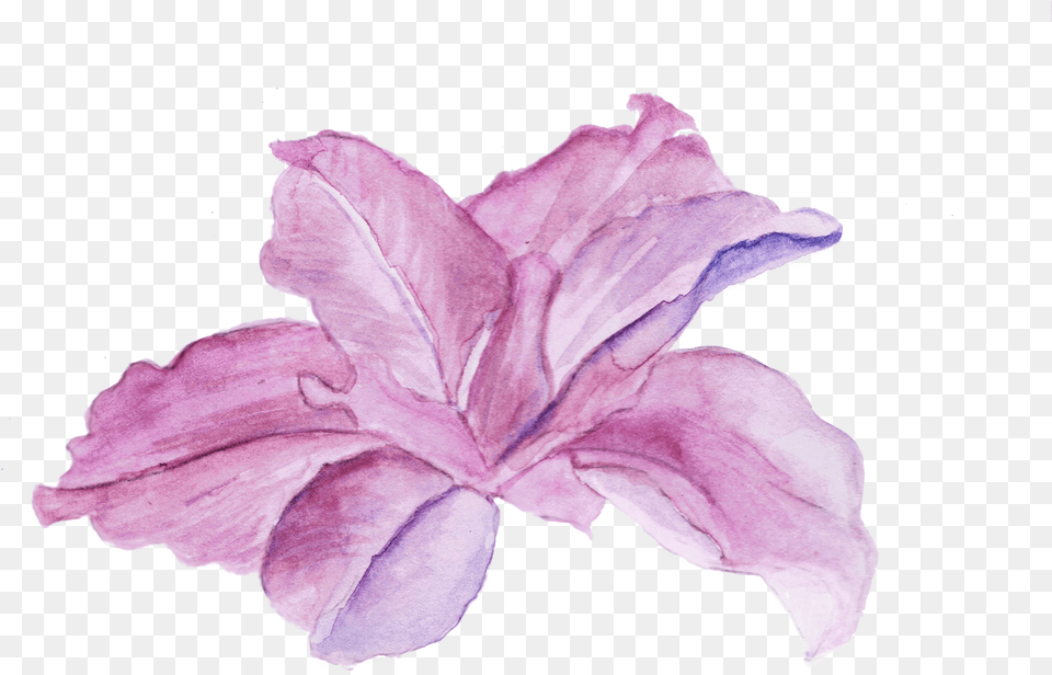 Watercolor Scanned Flower Chinese Hibiscus, Petal, Plant, Rose Free Png