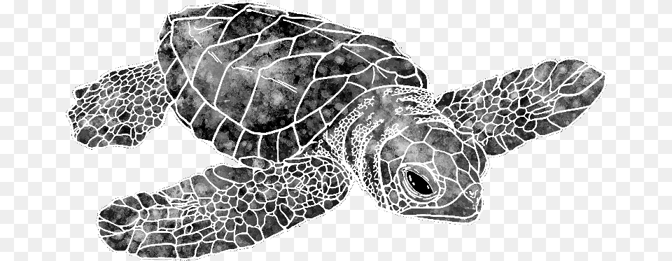 Watercolor Sea Turtle Colorful Drawing Sea Turtle Full Transparent Sea Turtle Drawing, Animal, Reptile, Sea Life, Sea Turtle Free Png Download