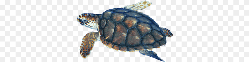Watercolor Sea Turtle Transparent U0026 Clipart Free Tortugas, Animal, Reptile, Sea Life, Sea Turtle Png
