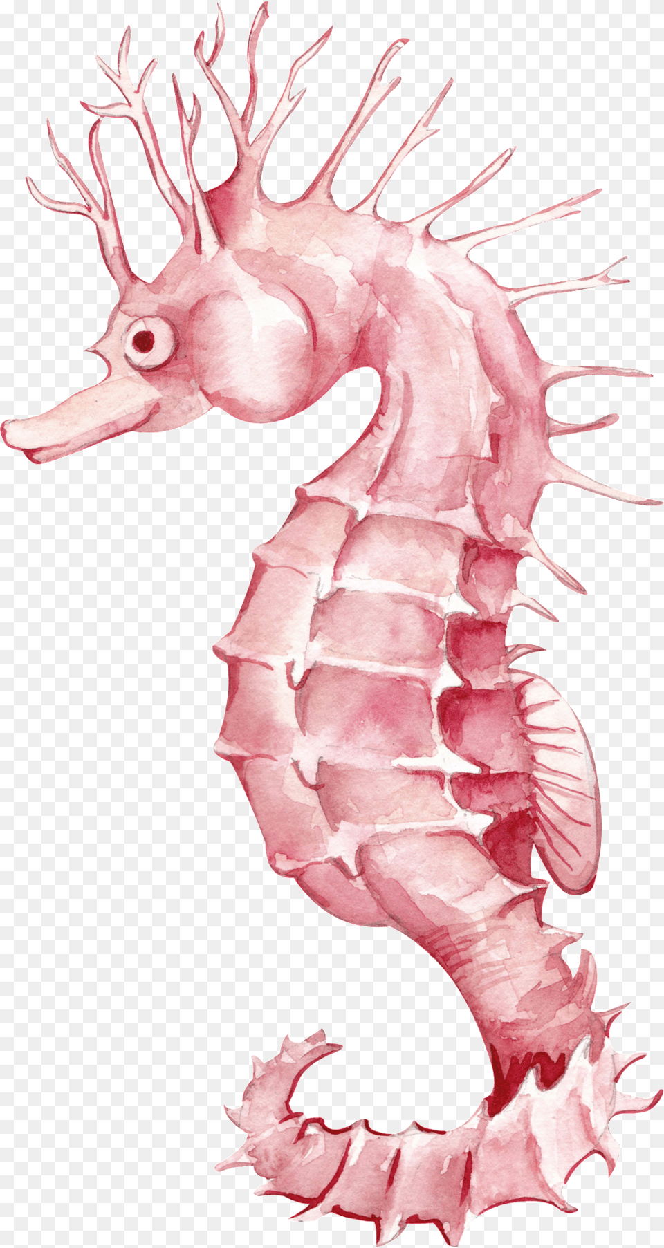 Watercolor Seahorse Cartoon Portable Network Graphics, Animal, Sea Life, Mammal, Baby Png