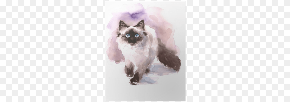 Watercolor Siamese Ragdoll Cat Walking Looking Up Hand Watercolor Paintings Of Birman Cats, Animal, Mammal, Pet Png