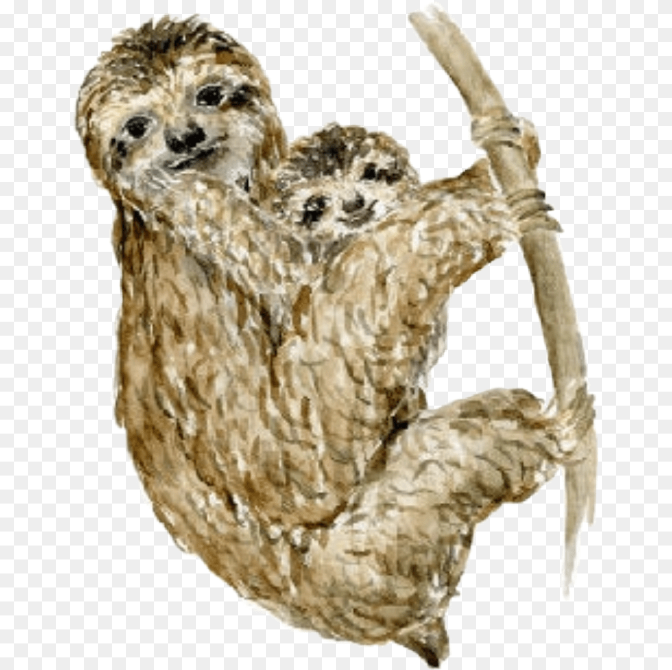 Watercolor Sloths Sloth Baby Babyanimals Mother Three Toed Sloth, Animal, Wildlife, Bird, Mammal Free Transparent Png