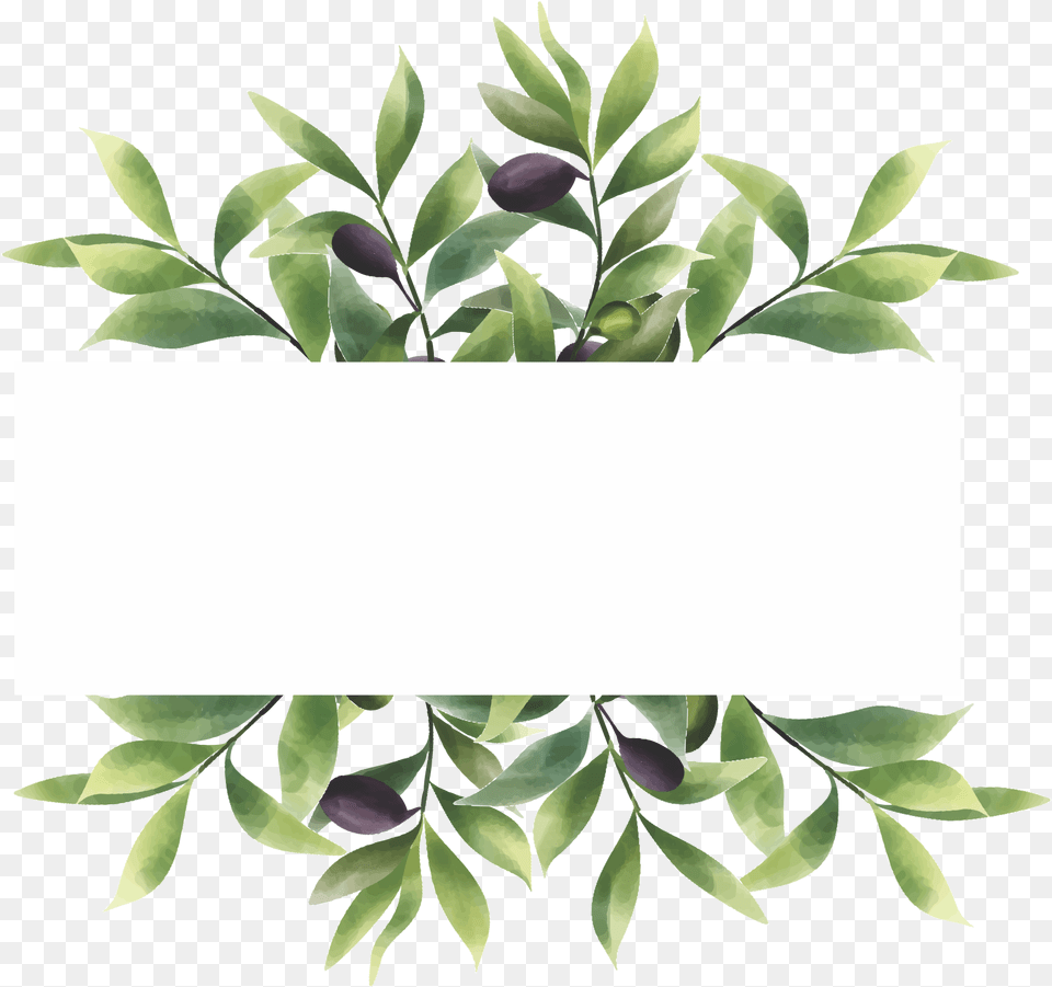 Watercolor Style Olive Leaf Frame With Space For Text Houseplant, Herbal, Herbs, Plant, Art Png