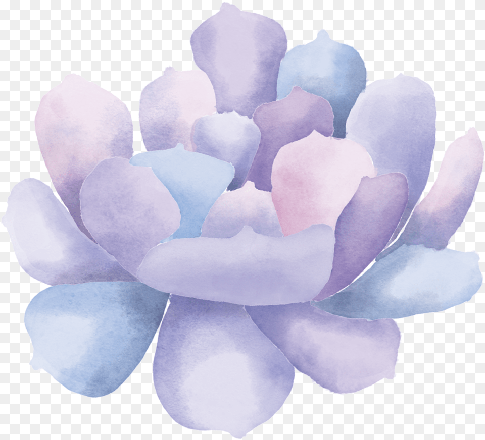 Watercolor Succulent Clip Art3 Echeveria, Flower, Petal, Plant, Rose Free Png Download