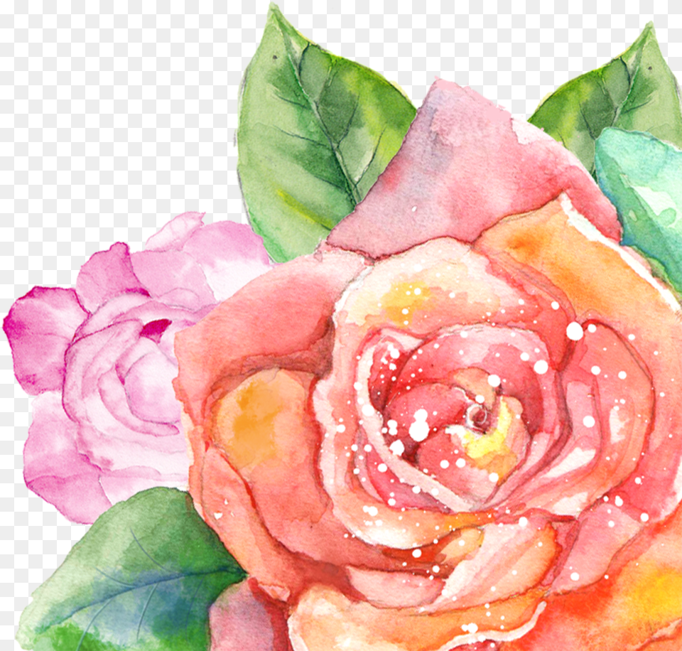 Watercolor Summer Flowers Watercolors, Flower, Plant, Rose, Petal Free Png