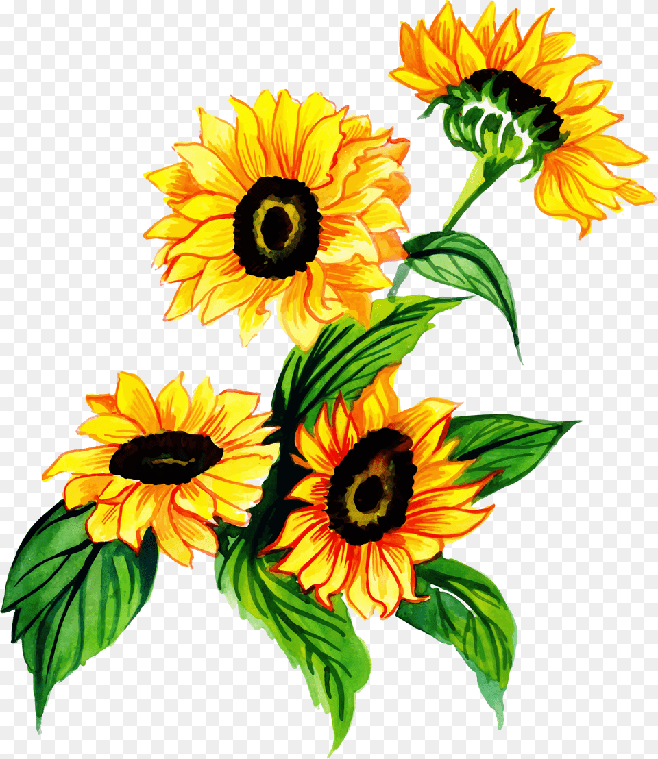 Watercolor Sunflower, Flower, Plant, Daisy Png Image