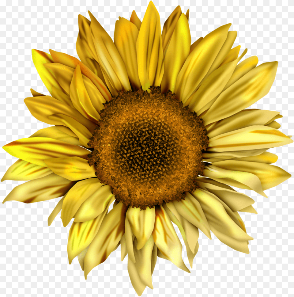 Watercolor Sunflower, Flower, Plant, Daisy, Rose Png