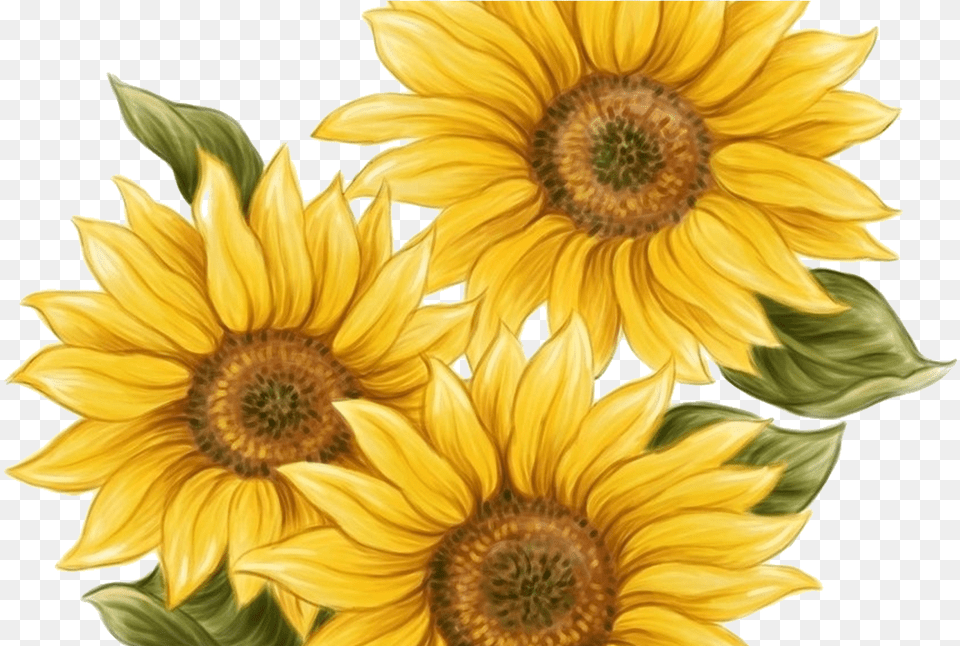 Watercolor Sunflower For Download On Mbtskoudsalg, Flower, Plant Png Image