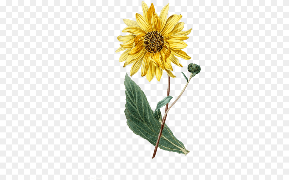 Watercolor Sunflower Watercolor Sunflower, Flower, Plant, Dahlia, Daisy Png Image