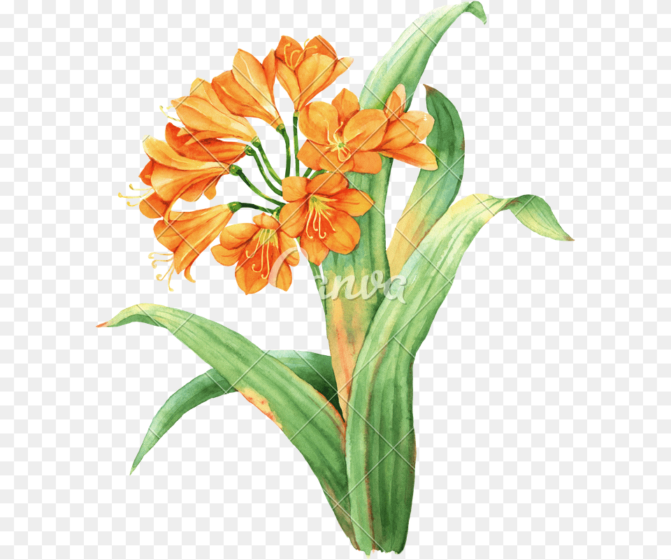 Watercolor Sunflower Orange Lily Illustration Photos Orange Green Watercolour Flowers, Flower, Flower Arrangement, Flower Bouquet, Plant Free Png
