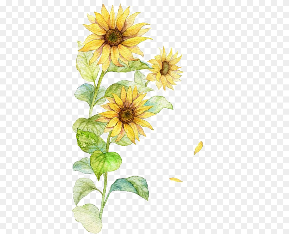 Watercolor Sunflower Transparent, Flower, Plant Free Png