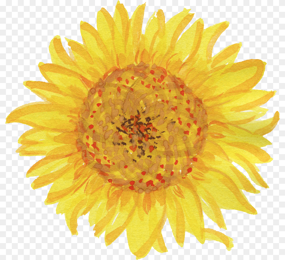 Watercolor Sunflower Transparent Cartoon Sunflower White Background, Flower, Plant, Petal Png