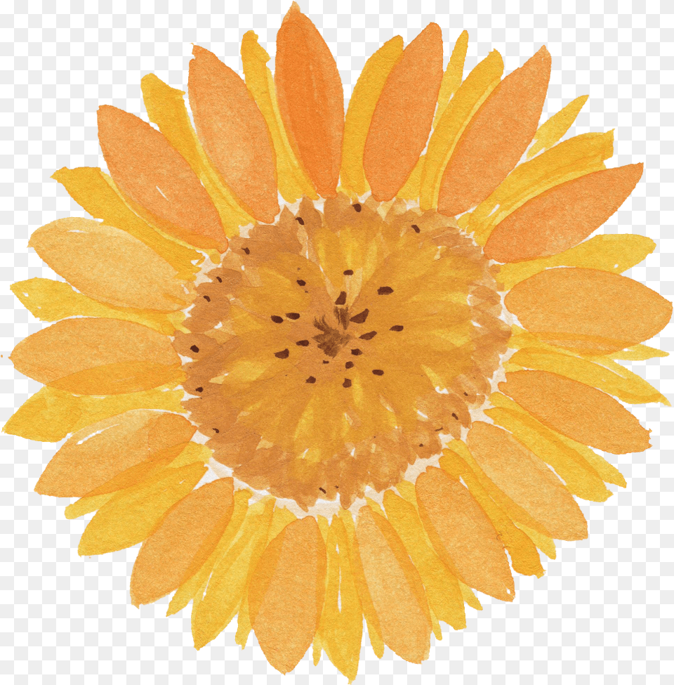 Watercolor Sunflower Transparent Member Club For Agent, Daisy, Flower, Petal, Plant Png