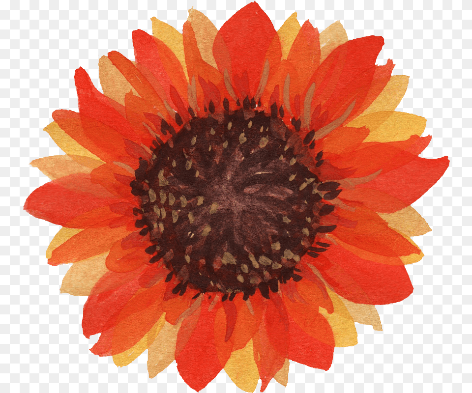 Watercolor Sunflower Transparent Watercolor Transparent Background Flower Orange, Dahlia, Petal, Plant, Daisy Free Png Download