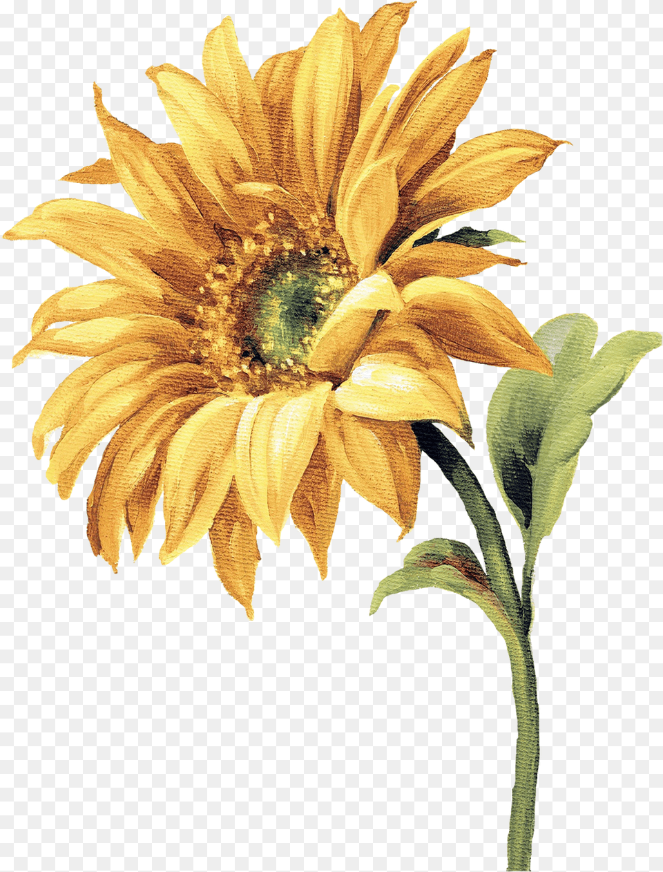 Watercolor Sunflower Watercolor Flowers Watercolor Sun Flower Painting, Plant, Daisy Png