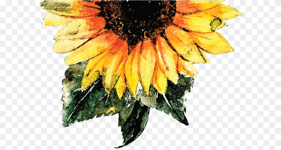 Watercolor Sunflower With Background, Flower, Plant Free Png Download