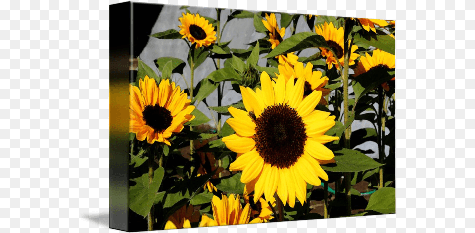 Watercolor Sunflowers By Melinda Tuttle Sunflower, Flower, Plant, Daisy, Petal Png Image