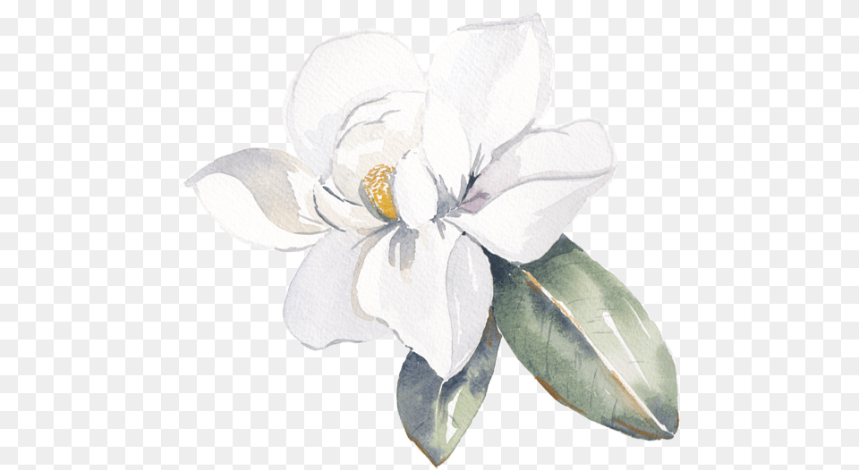 Watercolor Talent Is Breathtaking It Has A Timeless Frangipani, Anemone, Flower, Plant, Petal Free Png Download