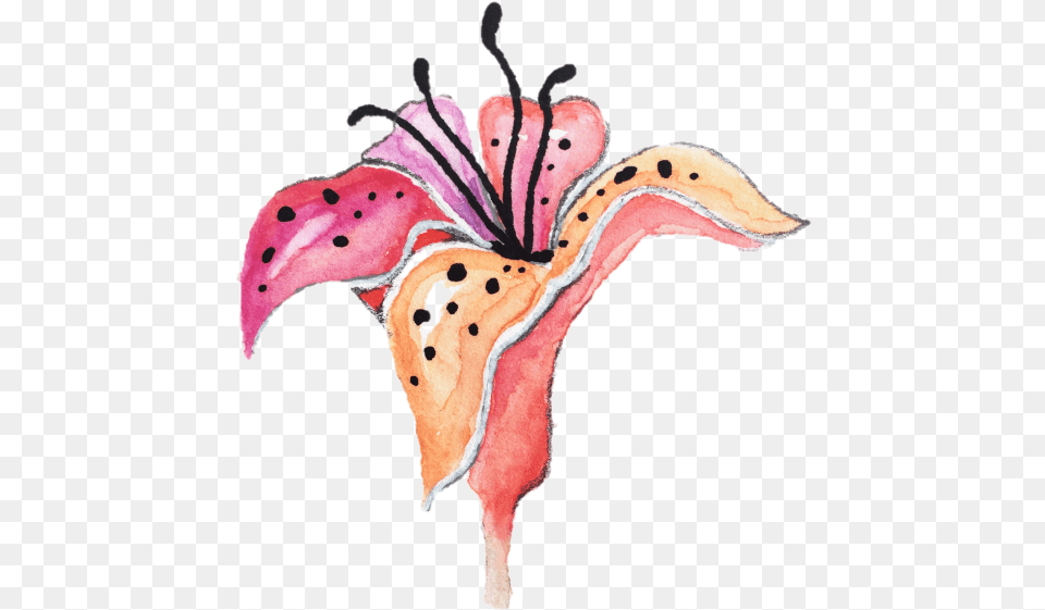 Watercolor Tiger Lily Clipart, Flower, Petal, Plant, Anther Png Image