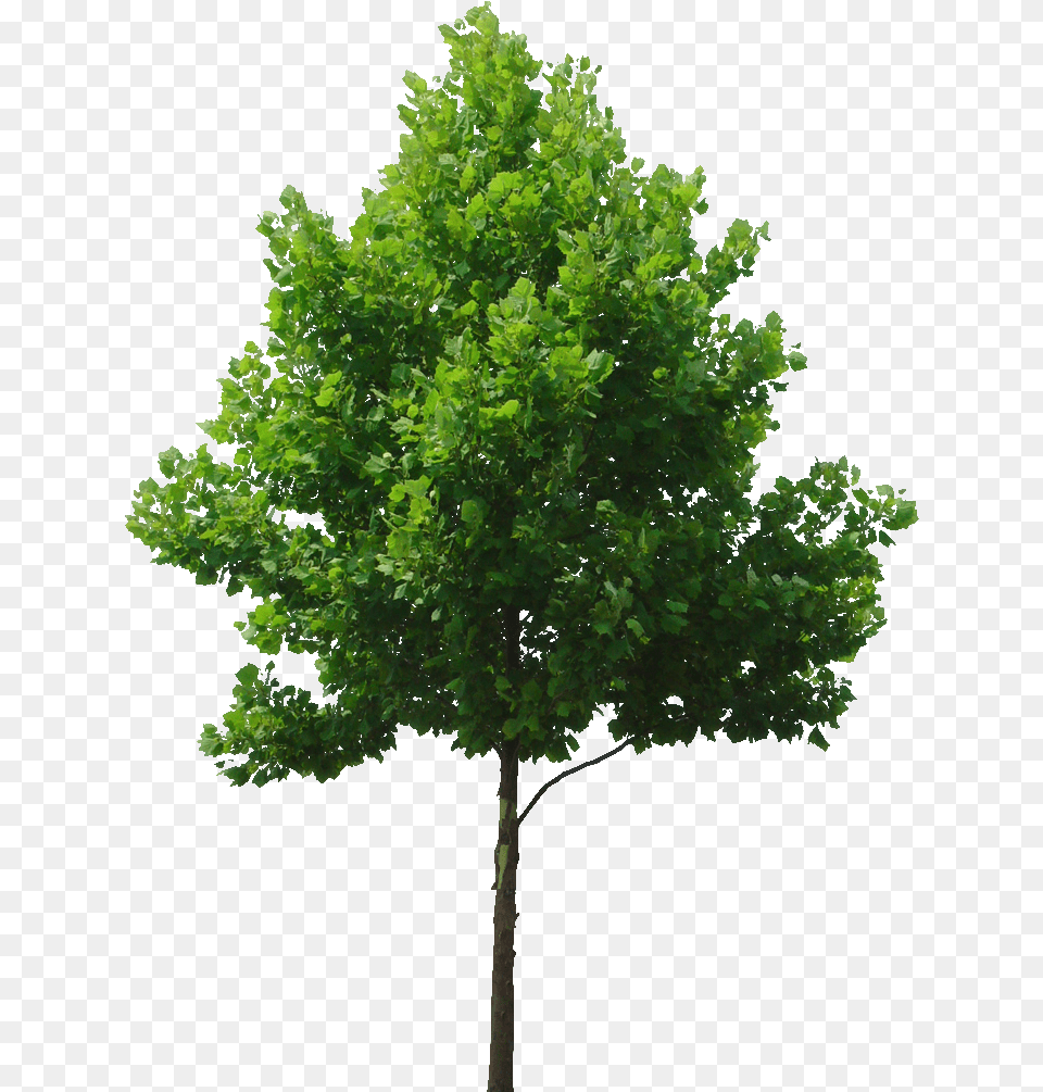 Watercolor Tree Transparent Transparent Background Tree, Maple, Oak, Plant, Sycamore Png Image